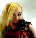 teacup yorkie